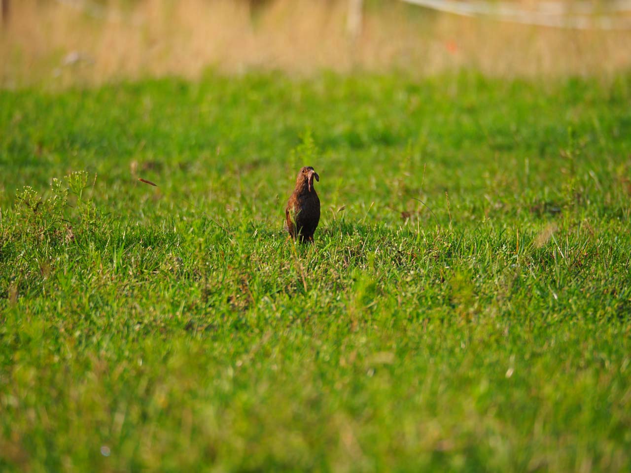 Amsel
