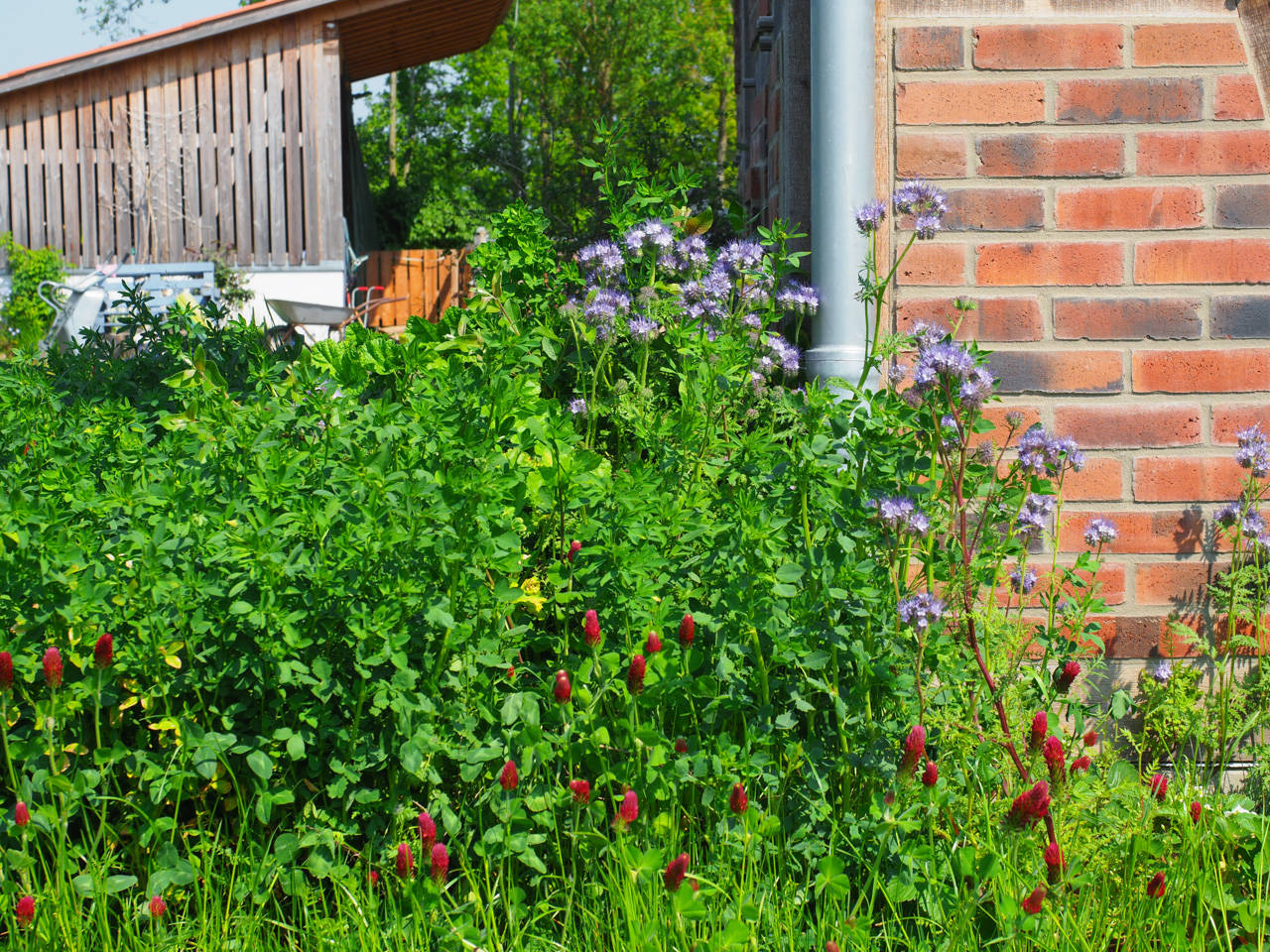 Bienenfreund