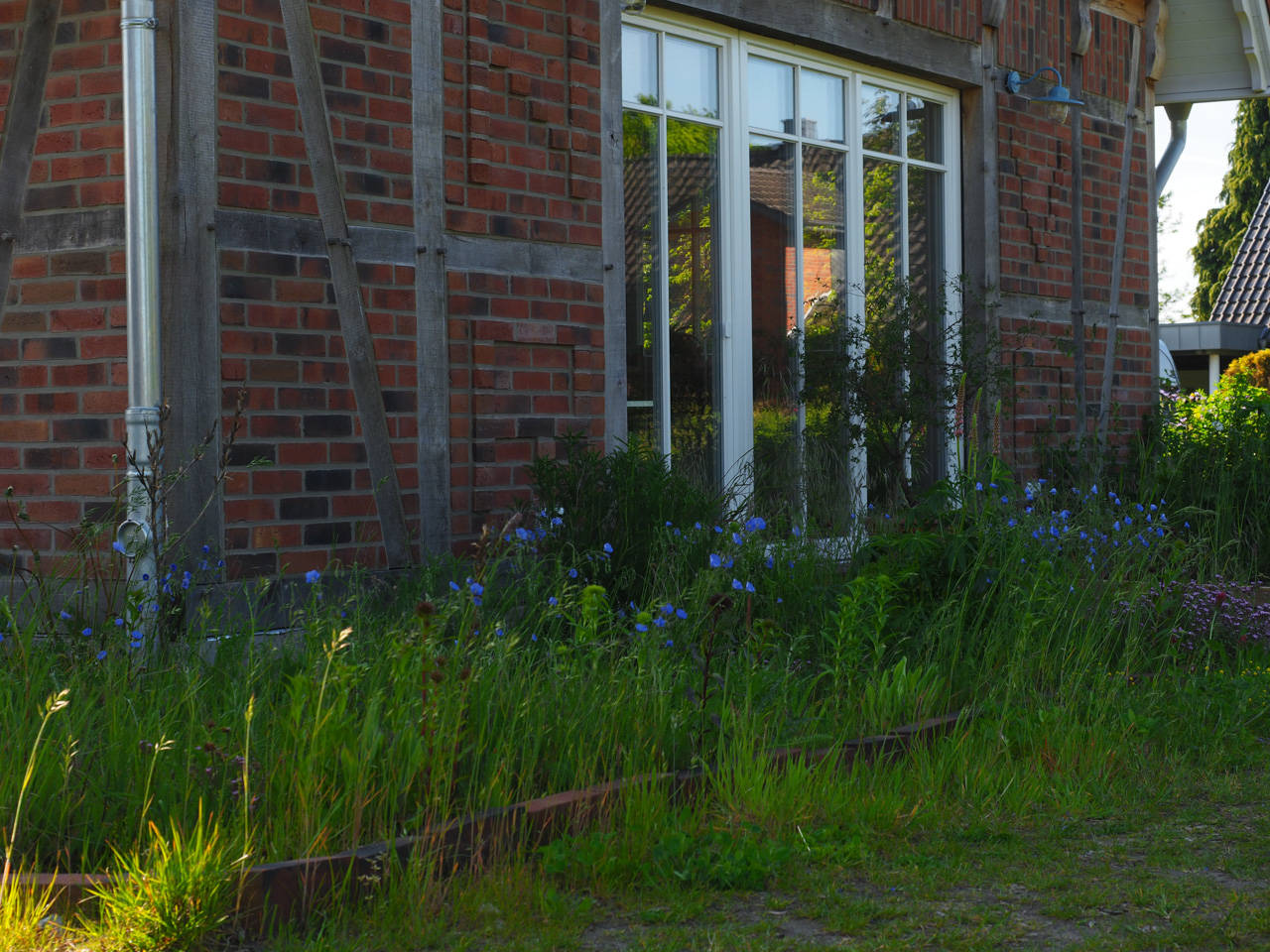 Blauer Lein
