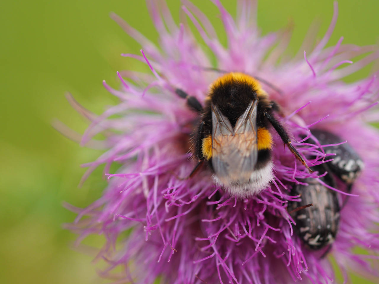 Erdhummel