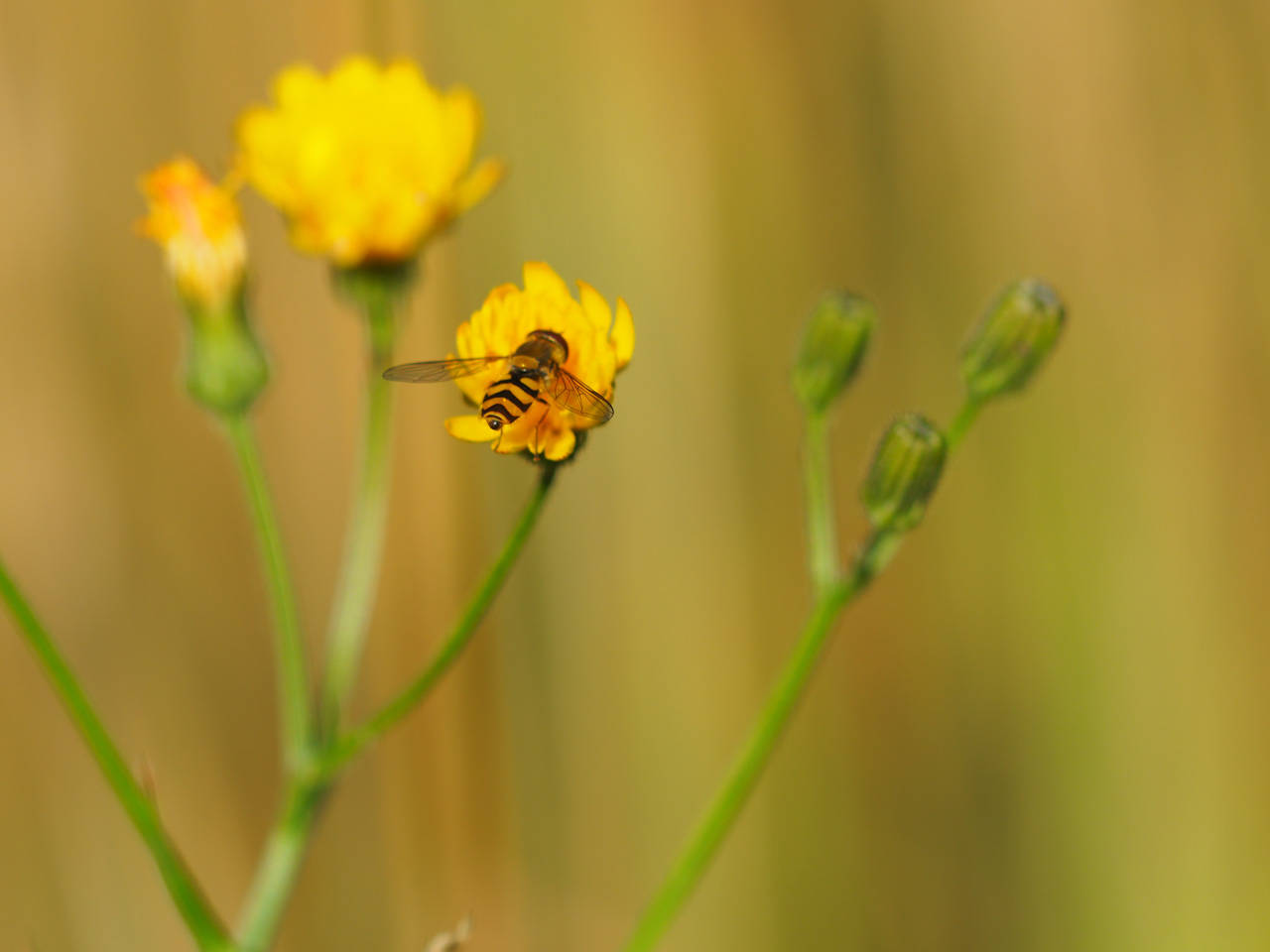 Große Schwebfliege