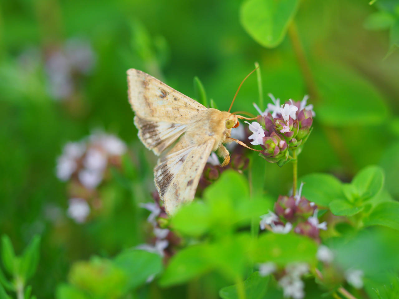 Heliothis