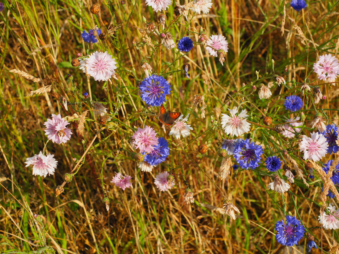 Kornblumen