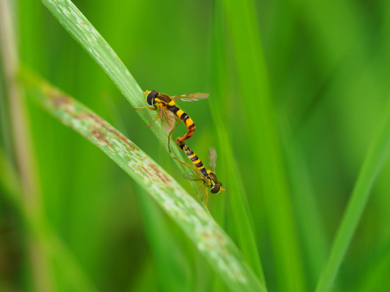Langbauchschwebfliege