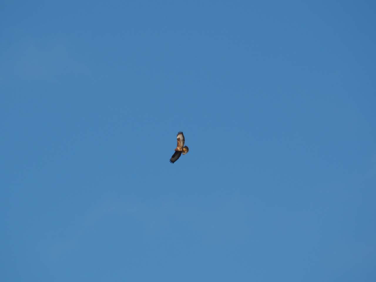 Mäusebussard