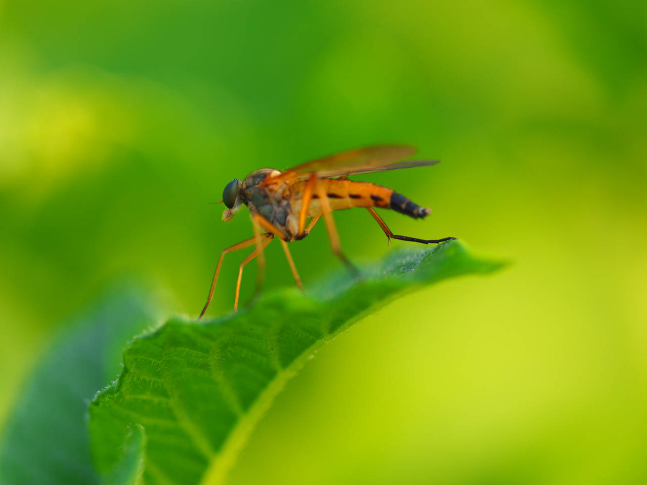 Schnepfenfliege