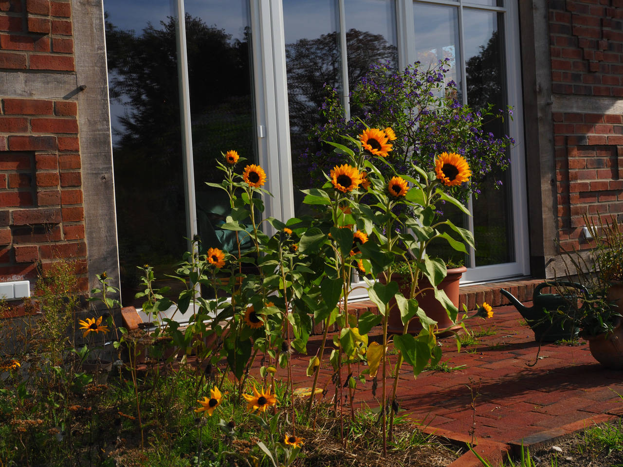 Sonnenblume