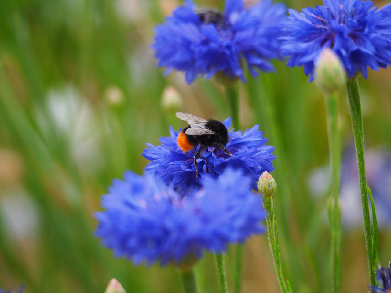 Steinhummel