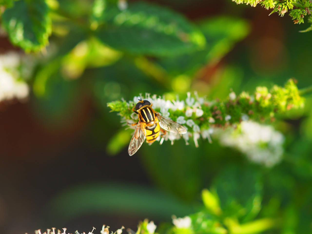 Gemeine Sumpfschwebfliege