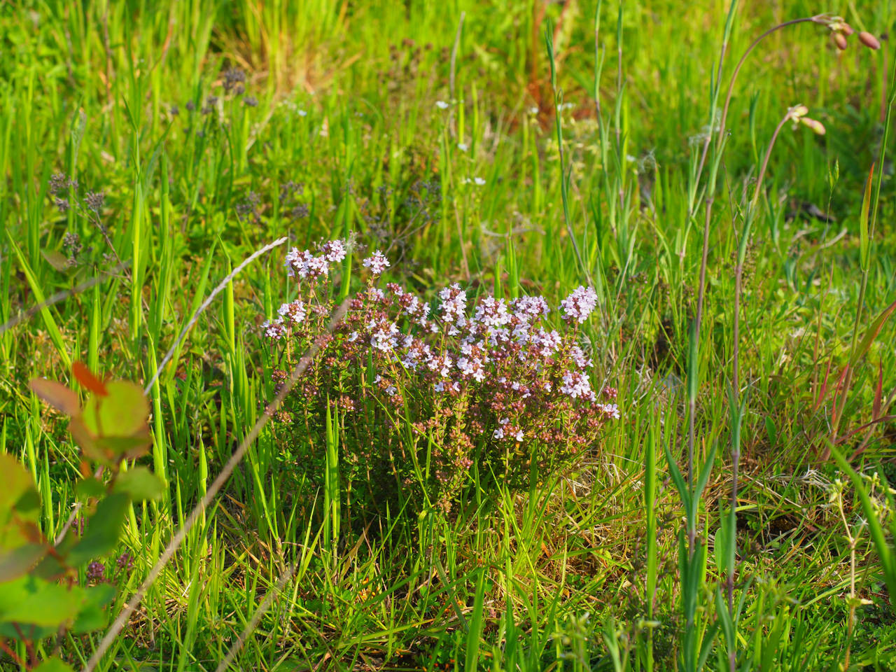 Thymian