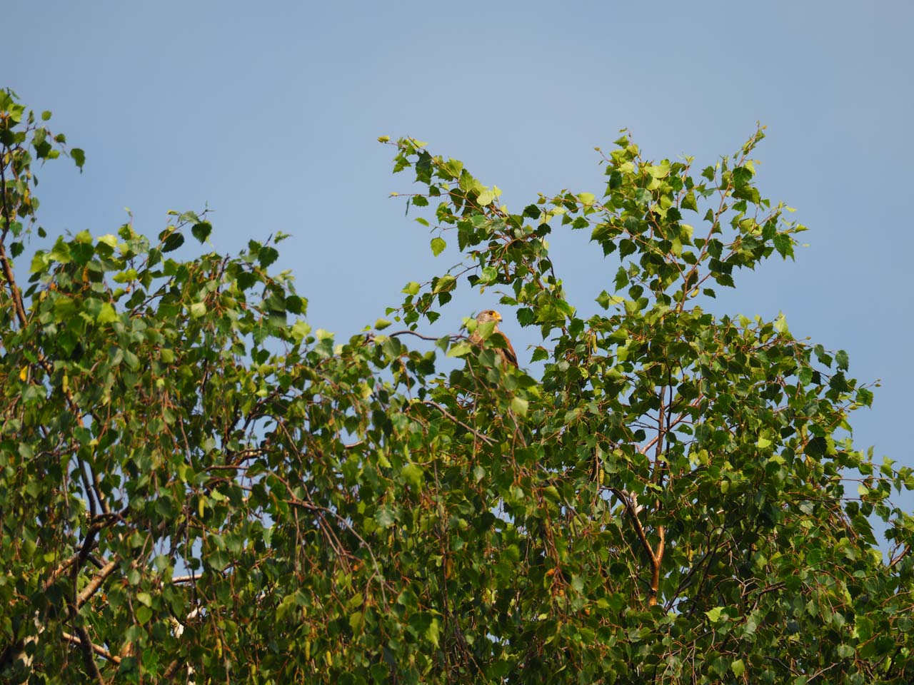 Turmfalke