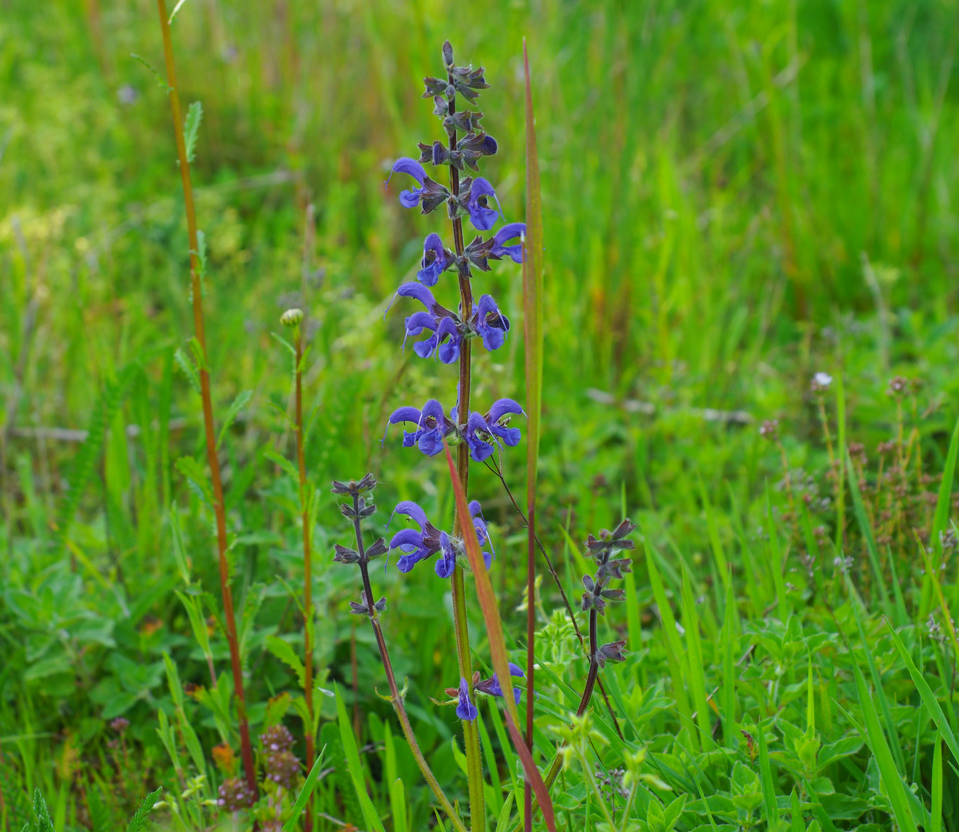Wiesensalbei