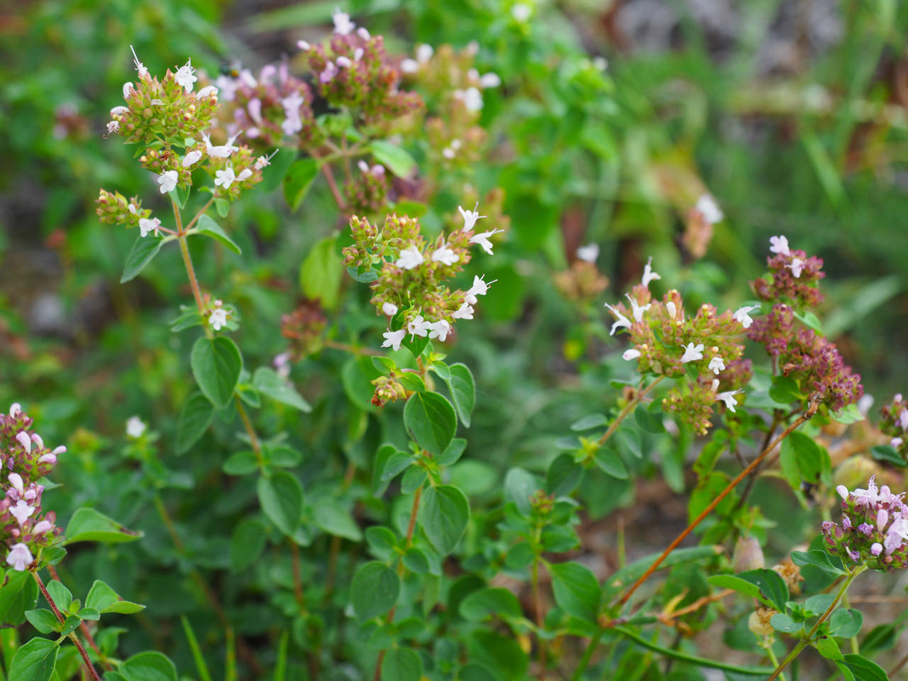Wilder Dost (Oregano)