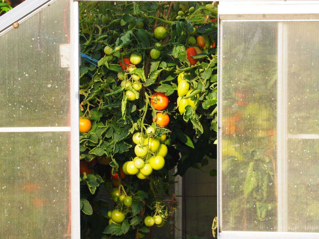 Tomaten im Gewächshaus